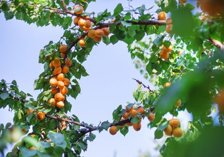 Premium Turkish Apricots | Jumbo Size | Directly Imported