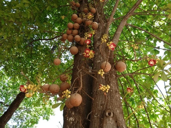 Brazil Nut Premium Quality Large Grade