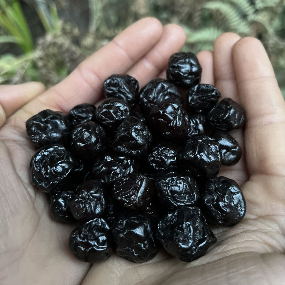 Premium Dried Blueberries Large Size | Sweet & Healthy Fruit Snack